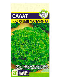Салат Кудрявый мальчонка листовой (727357) ЦВ 072107