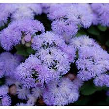Агератум Голубая Норка ЦВ 682998 Х61958