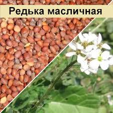 Редька масличная 1кг 070271