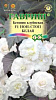 Бегония Нон-стоп белая 4шт (710015) 072480 - купить во Владивостоке, фото товара